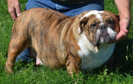 Red brindle hot sale english bulldog