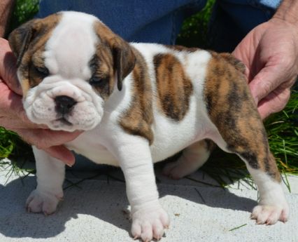 Piebald english sale bulldog