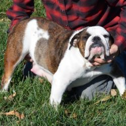 Wanda - A Female Brindle Fawn Bulldog - Stimson Bulldogs