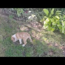 (video)