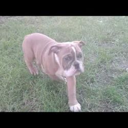 (video)