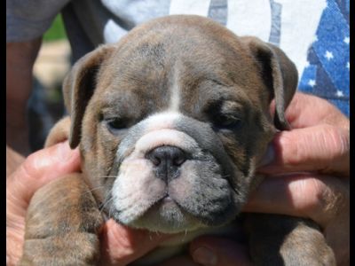 Male Solid Fawn Bulldog Puppy - Stimson Bulldogs